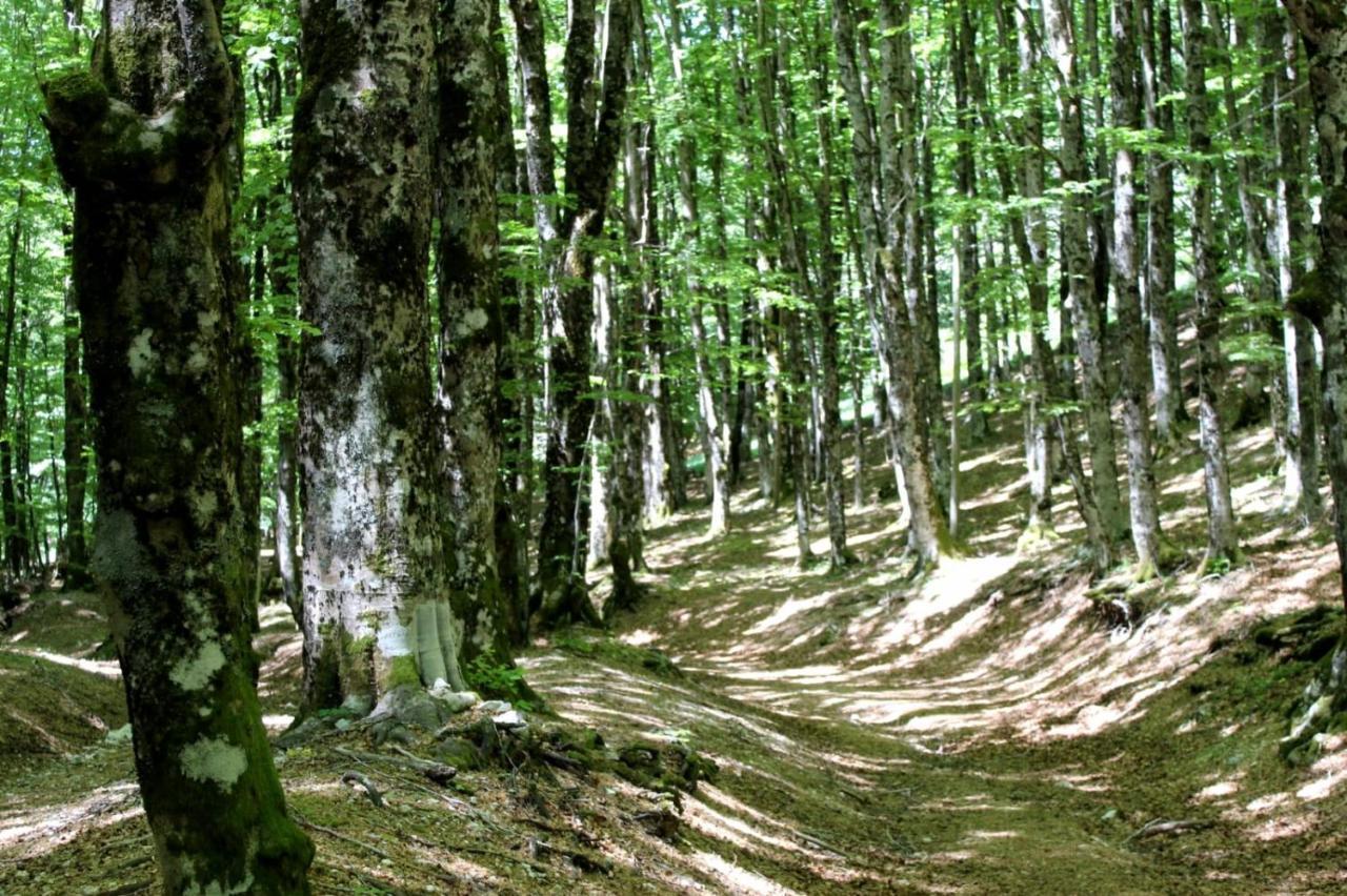 Casetta Nel Borgo Olevano Romano Экстерьер фото