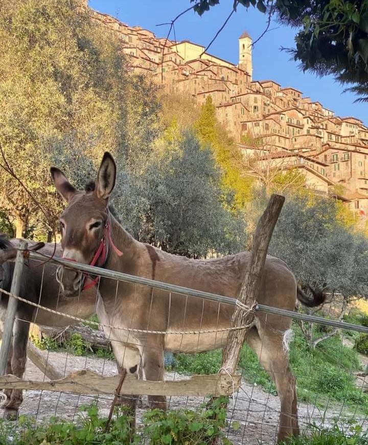 Casetta Nel Borgo Olevano Romano Экстерьер фото